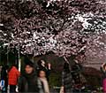 上野公園　桜LEDライトアップ